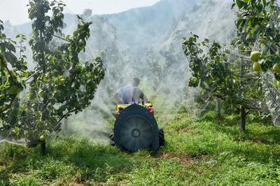 陳區(qū)鎮(zhèn)精心打造“一鎮(zhèn)一業(yè)”推進(jìn)黃梨產(chǎn)業(yè)提檔升級(jí)，助力養(yǎng)生保健食品發(fā)展